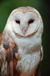 Barn Owl