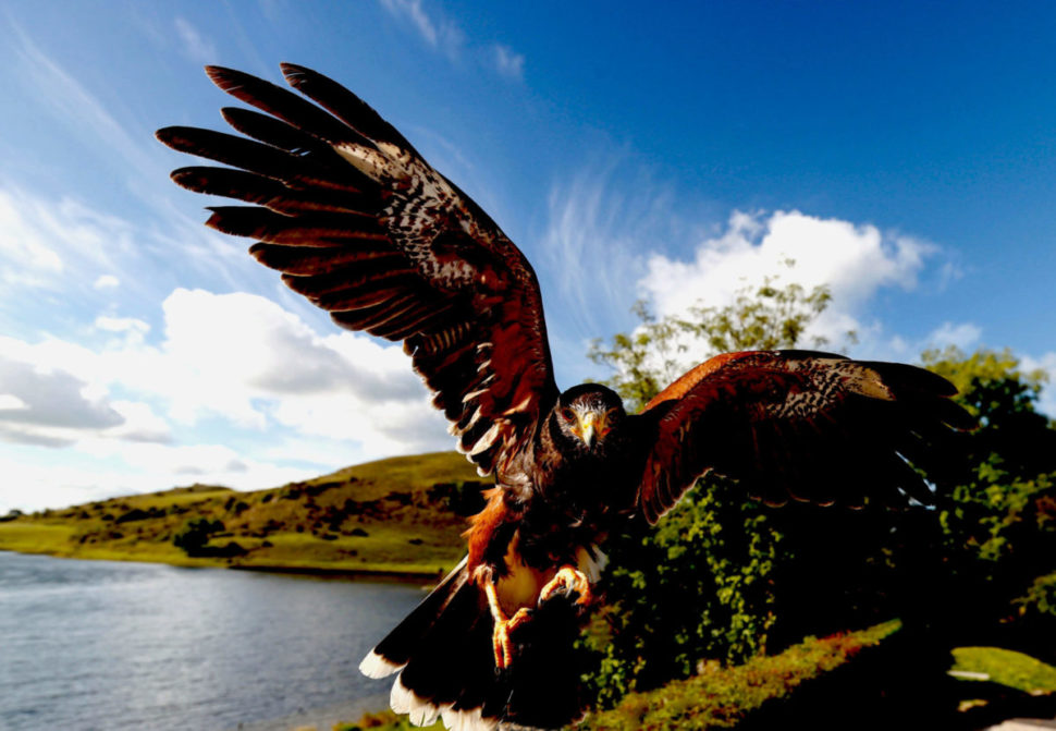 Knockfennel Bird of Prey